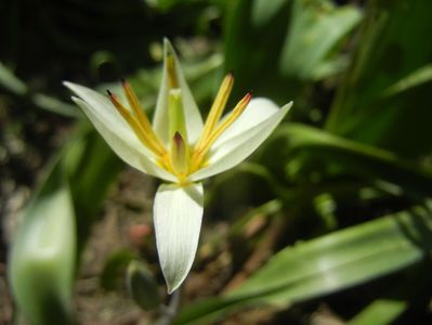 Tulipa Turkestanica (2018, April 04)