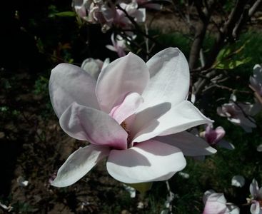 Magnolia soulangeana