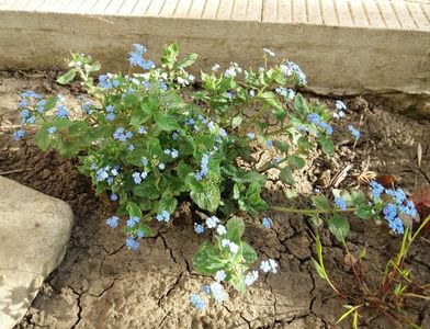 brunnera jack frost