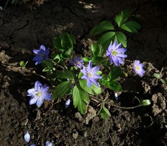 Hepatica nobilis