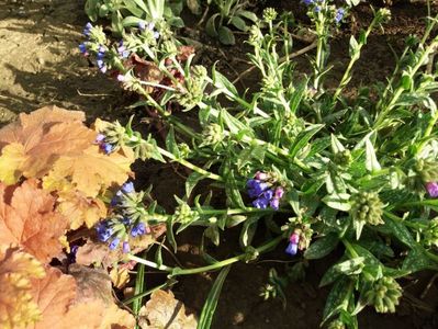 Pulmonaria EB Anderson