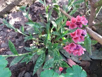 pulmonaria. raspberry splash