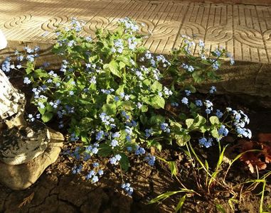 brunnera jack frost