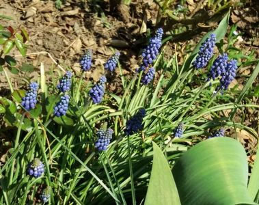 muscari(zambila motata)