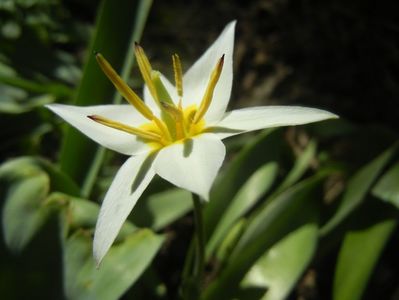 Tulipa Turkestanica (2018, April 04)
