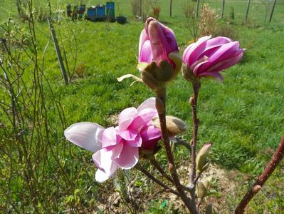 magnolia Leonard Messel