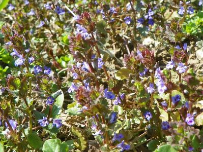 glechoma hederacea