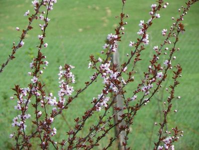 prunus cerasifera Nigra