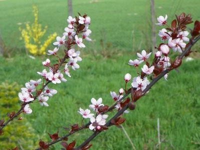 prunus cerasifera Nigra