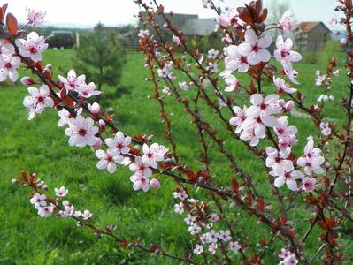 prunus cerasifera Nigra