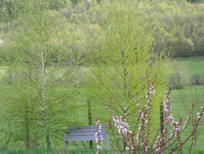 prunus cerasifera Nigra si mesteceni