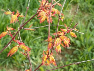 acer palmatum Sango-kaku