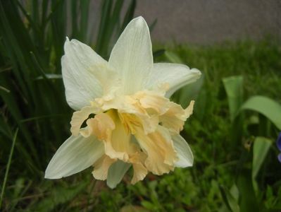 Narcissus Cum Laude (2018, April 06)