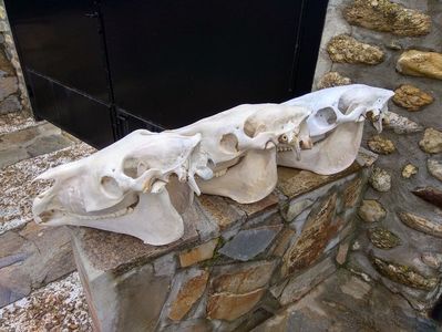 Craniu de cal_C129 ( Horse Skull )