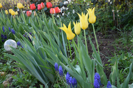 West Point si muscari armeriacum