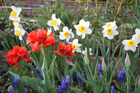 Abba si narcuse Flower record