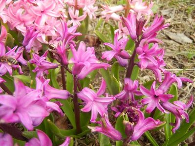 Hyacinth Purple Sensation (2018, Apr.06)