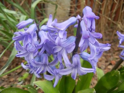 Hyacinth Delft Blue (2018, April 06)