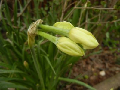 Narcissus Geranium (2018, April 06)