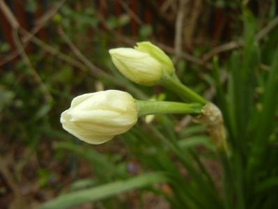 Narcissus Geranium (2018, April 06)