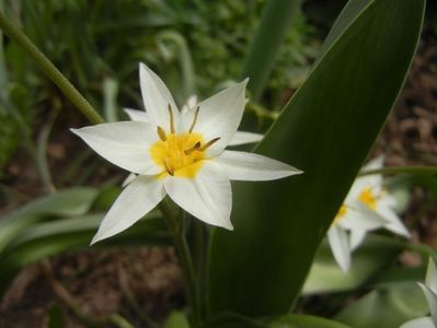Tulipa Turkestanica (2018, April 06)