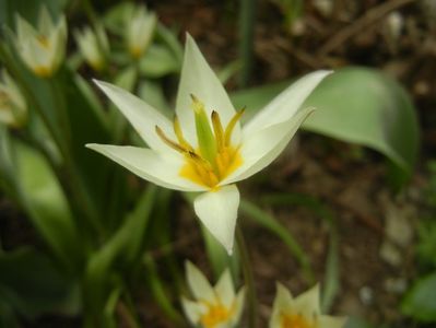Tulipa Turkestanica (2018, April 06)