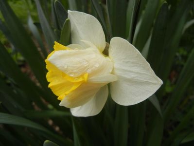 Narcissus Salome (2018, April 06)