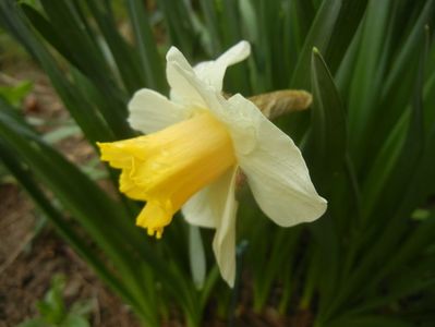 Narcissus Salome (2018, April 06)