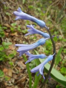 Hyacinth multiflora Blue (2018, April 06)