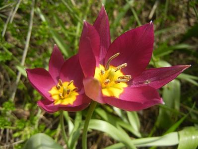 Tulipa Persian Pearl (2018, April 07)