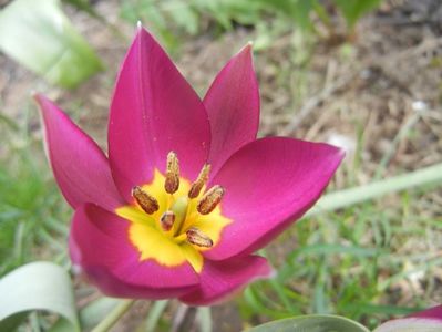 Tulipa Persian Pearl (2018, April 07)