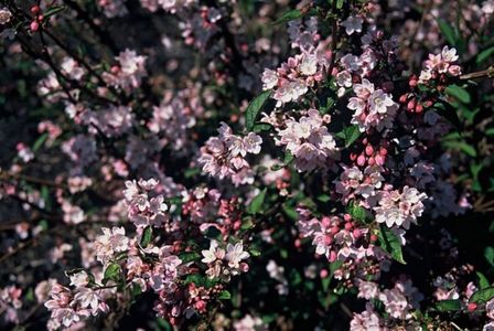 deutzia kalmiiflora 20