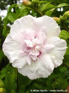 hibiscus ghina chiffon 20