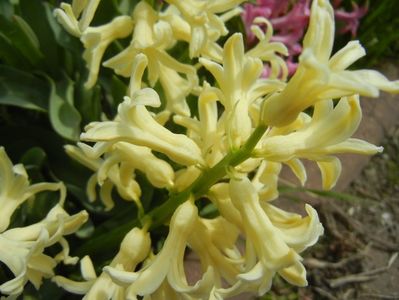 Hyacinth Yellow Queen (2018, April 07)
