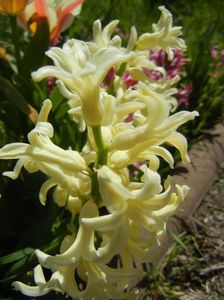 Hyacinth Yellow Queen (2018, April 09)