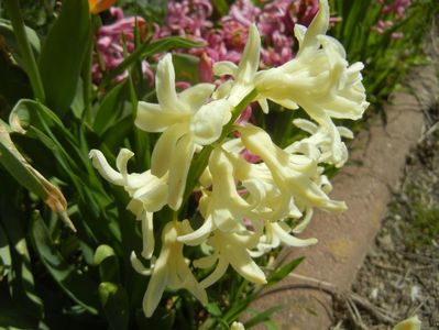 Hyacinth Yellow Queen (2018, April 09)