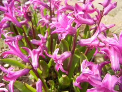 Hyacinth Purple Sensation (2018, Apr.07)