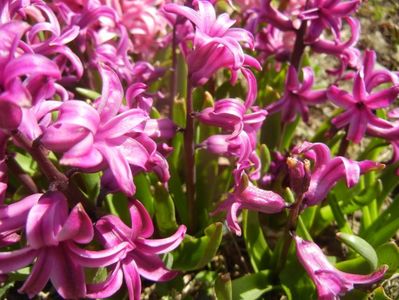 Hyacinth Purple Sensation (2018, Apr.09)