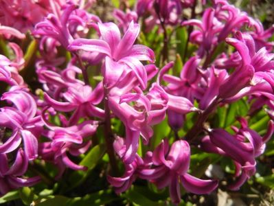 Hyacinth Purple Sensation (2018, Apr.09)