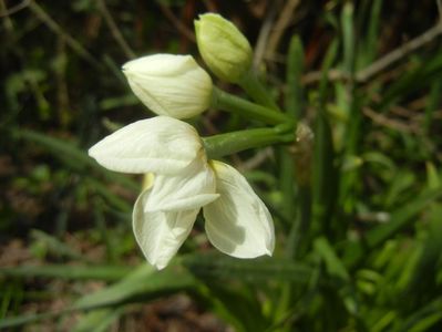 Narcissus Geranium (2018, April 07)