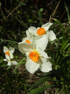 Narcissus Geranium (2018, April 09)