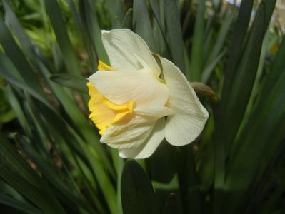Narcissus Salome (2018, April 07)