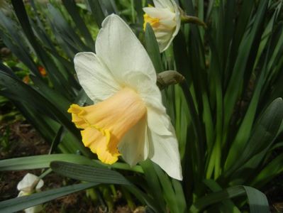 Narcissus Salome (2018, April 07)