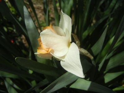 Narcissus Salome (2018, April 09)