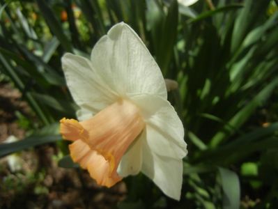 Narcissus Salome (2018, April 09)