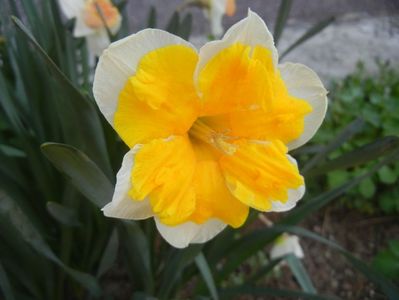 Narcissus Sovereign (2018, April 09)