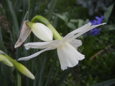 Narcissus Thalia (2018, April 09)