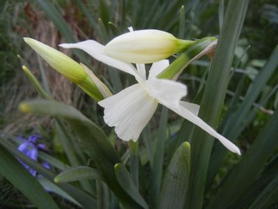 Narcissus Thalia (2018, April 09)