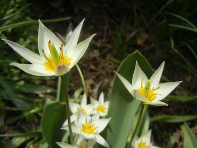 Tulipa Turkestanica (2018, April 07)