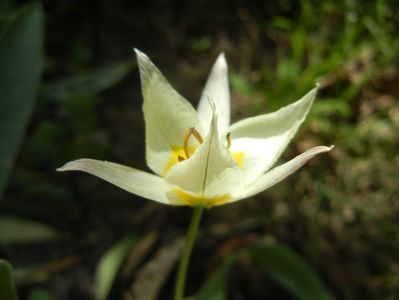 Tulipa Turkestanica (2018, April 09)